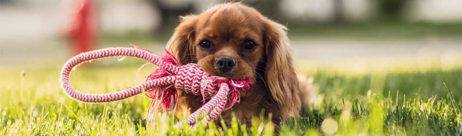 Pet sitters, dog walkers in the Bethlehem, Lehigh Valley PA area