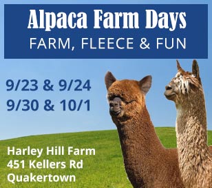 Bring the whole family for a FREE fun filled day September 23rd and 24th, 10 am until 5 pm Rain or Shine ! 2 big beautiful barns Visit alpaca farm with over 30 alpacas including 4 new babies. There will also be alpacas available for purchase in every color Visit our farm store and shop for products made from alpaca, Including hats, scarves, gloves, socks, teddy bears, ALPACA YARN and much more Get a start on early Christmas shopping! There will be fun things for the kids to do including pumpkin bowling and a shelled corn playbox. Visit the pumpkin patch to bring home a jack-o-lantern or hardy mum for your front porch. Pronking Pacas 4-H Club will have hot dogs, ice cream and drinks available There is no Admission Charge, BUT we are collecting non-perishable food items for the local Food Pantry 451 Kellers Road, Quakertown PA 18951 – phone 215-536-2841 NO DOGS PLEASE!! – Alpacas are afraid of dogs
